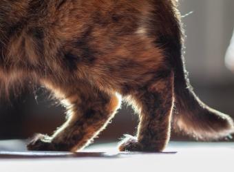 Revealing the Truth About Feline Arthritis