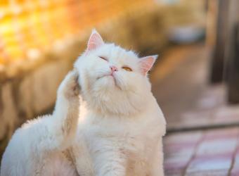 Does My Pet Have Allergies?