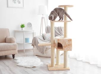 Enrich Your Indoor Cat’s Life by Allowing Them to Express Their Natural Behaviors
