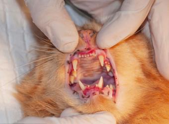 10 Signs Your Pet Has Periodontal Disease