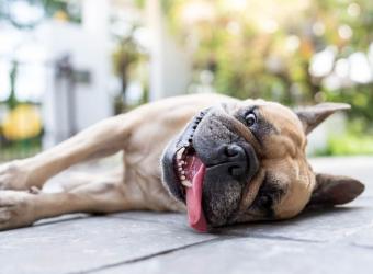 Observing Heatstroke In Pets