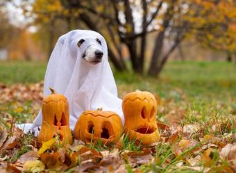 Halloween Pet Safety Guidelines