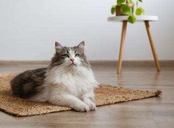 Happy Cat, Happy Home: How To Ensure a Happy Cat