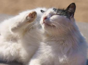 Yes! Cats Need Flea and Tick Prevention and Treatments, Too!