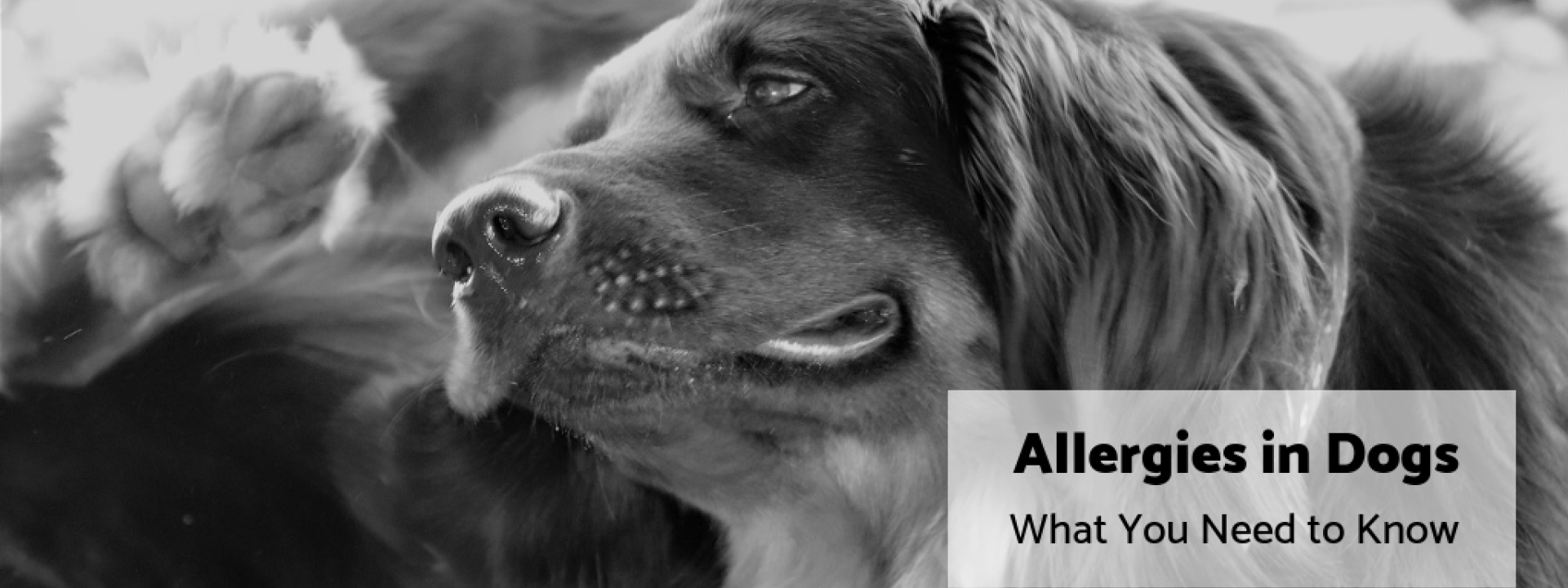 Allergies in Dogs: What You Need to Know