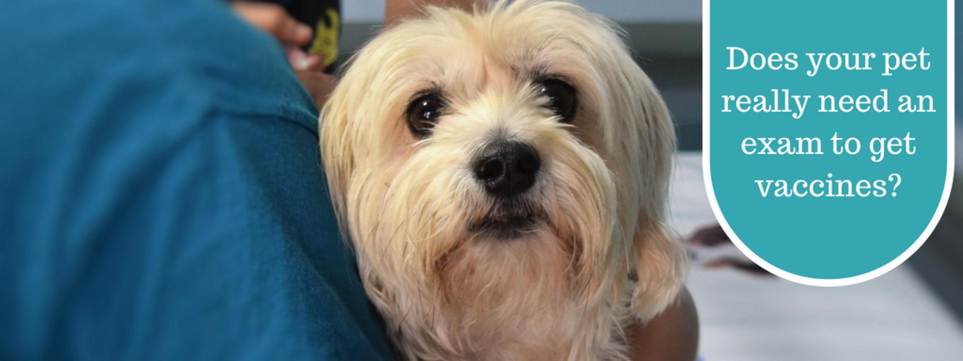 An Exam Before Vaccines: Does My Pet Really Need This?