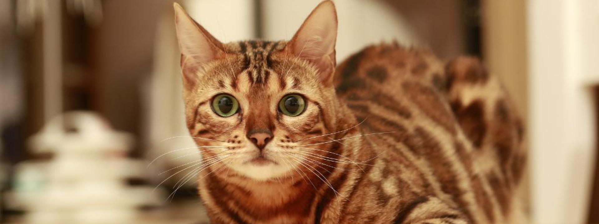 A Cat Owner's Guide to Spaying & Neutering