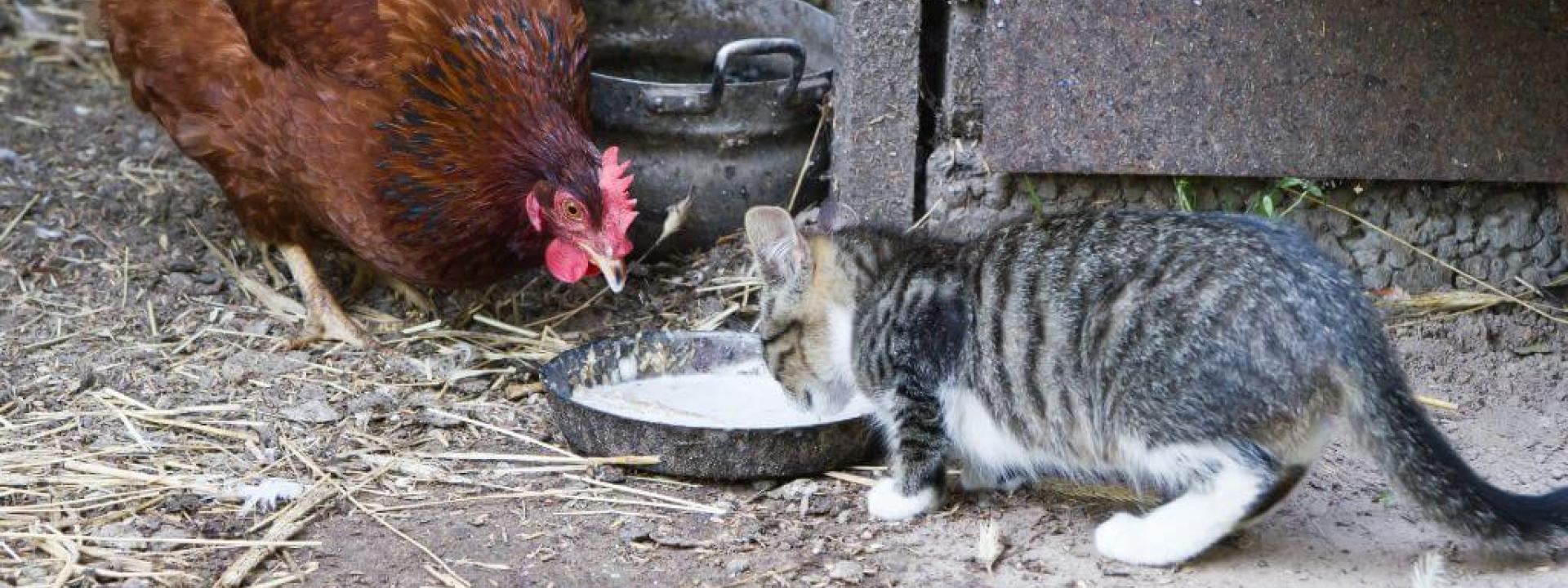 Bird flu can be transmitted to cats by outdoor poultry.