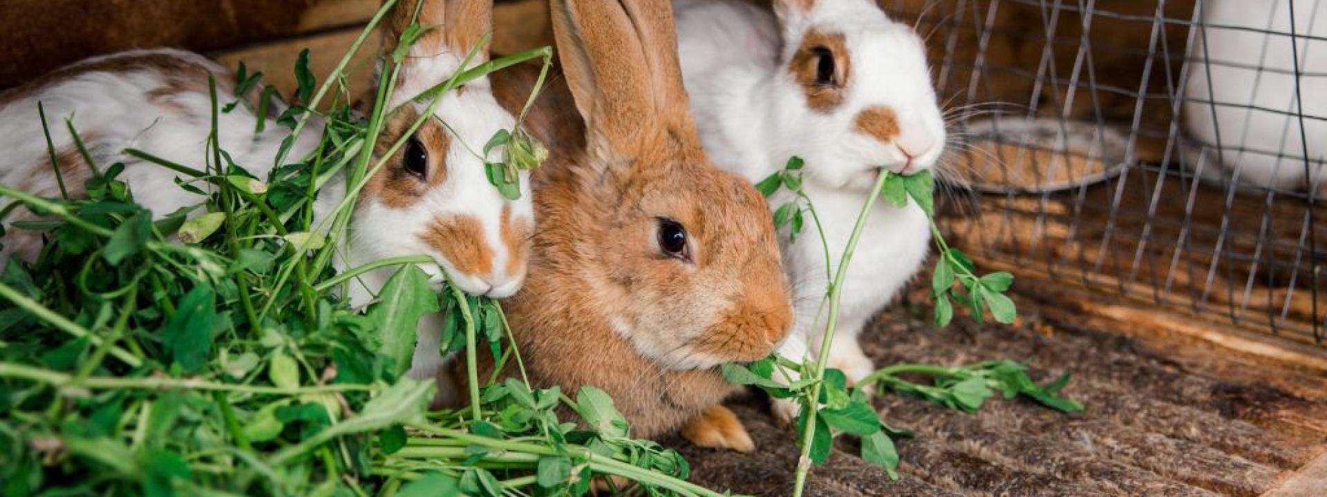 15 Things You Need to Build the Perfect Habitat for Your Rabbit