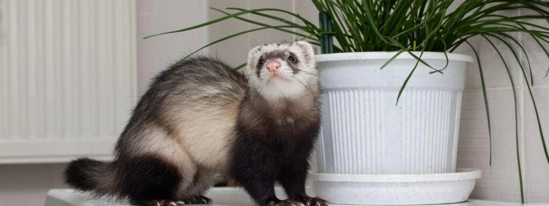 Ferrets as Family: The Art of Ferret Care